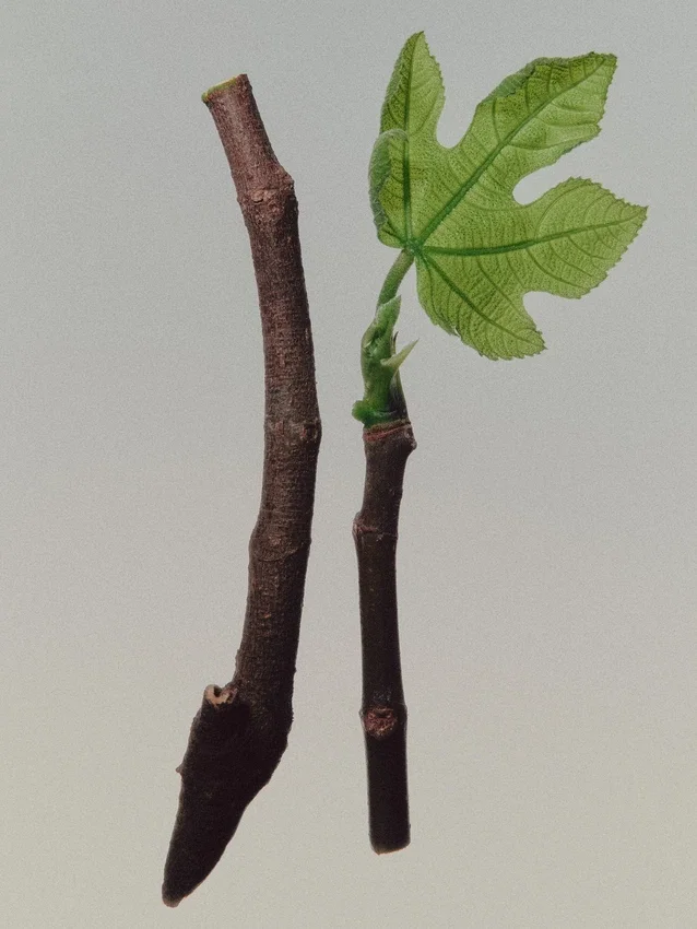 (100 ml) Coastal Woods Eau De Parfum (100 ml) Coastal Woods Eau De Parfum