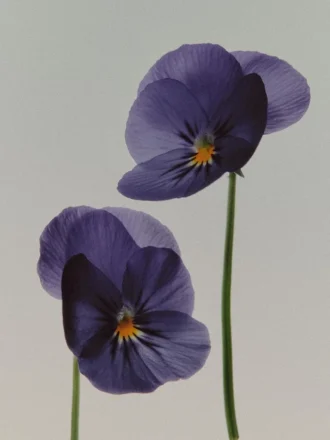 (100 ml) Iris Illusiona Eau De Parfum