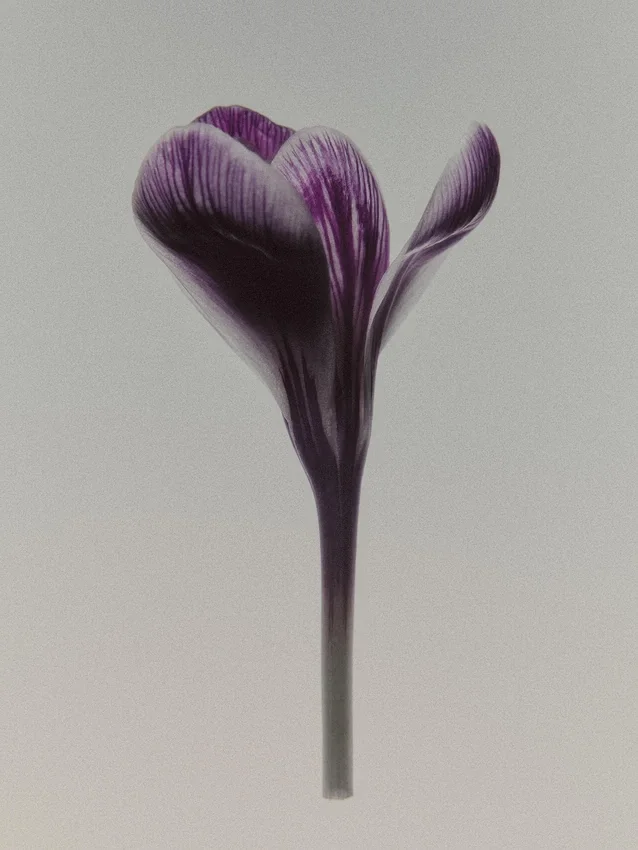 Black Evening Eau De Parfum (100 ml) Black Evening Eau De Parfum (100 ml)